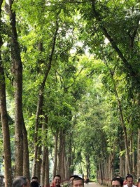 Pemkab Serius Kembangkan Kopi Liberika